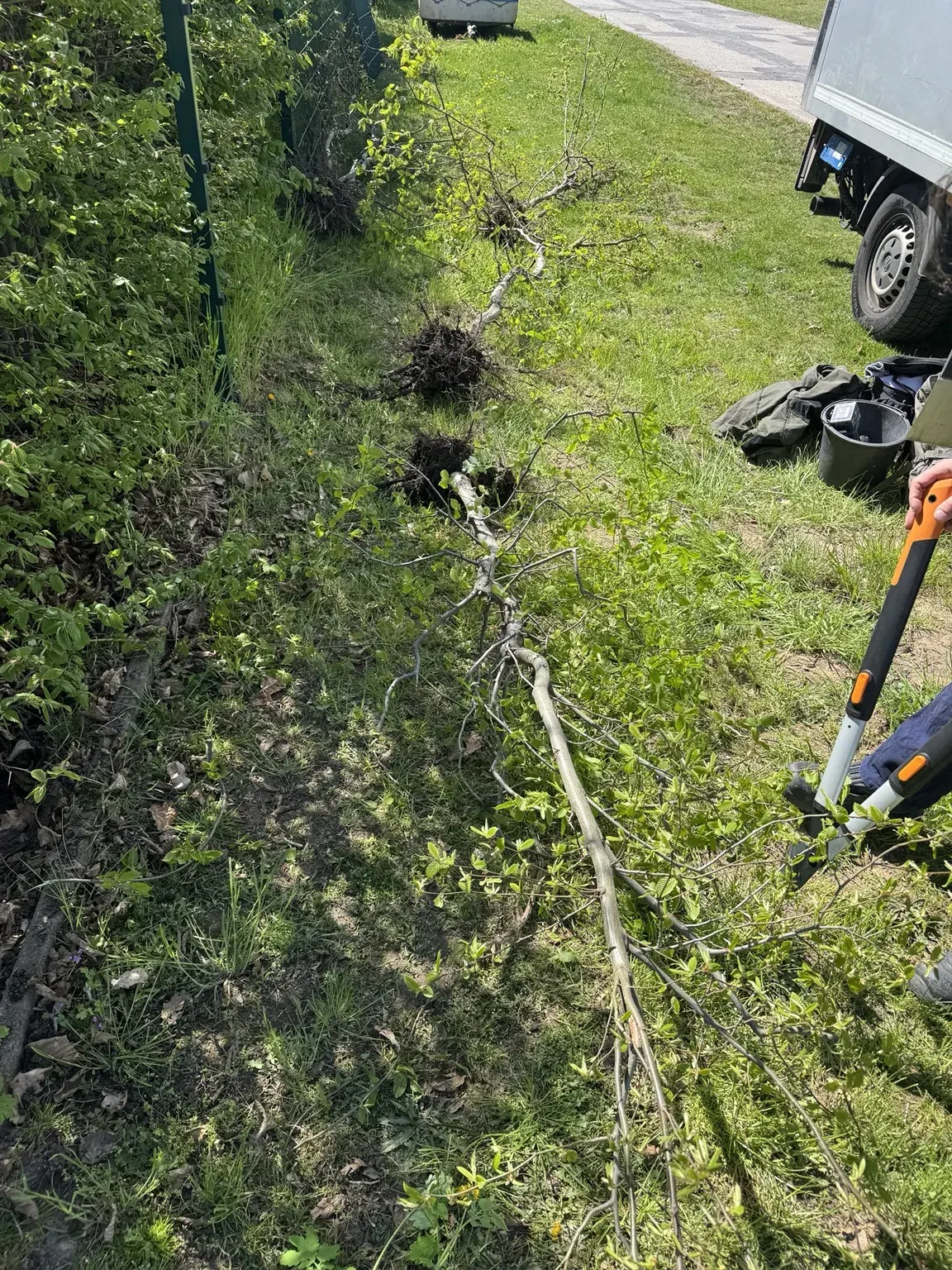 Ausgegrabene Bäume vor dem Umsetzen